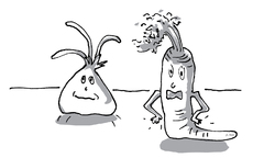 Karotte und Zwiebel 17.jpg